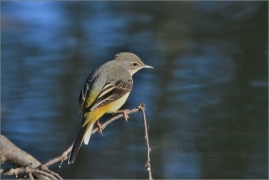 <p>KONIPAS HORSKÝ (Motacilla cinerea) /Grey wagtail - Gebürgsstelze/</p>